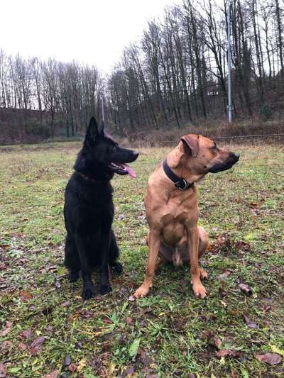 Dogorama Photo Challenge - Die besten Hundebuddys-Beitrag-Bild