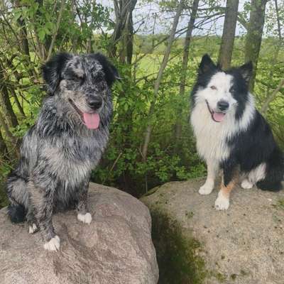 Hundetreffen-Gassirunden in Grimma und Umgebung für alle interessierten Hundefreunde.-Bild