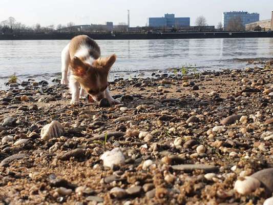 Hundetreffen-Welpen treffen für kleine Welpen-Bild