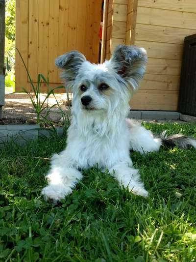 Chinese Crested (Chinesischer Schopfhund)-Beitrag-Bild