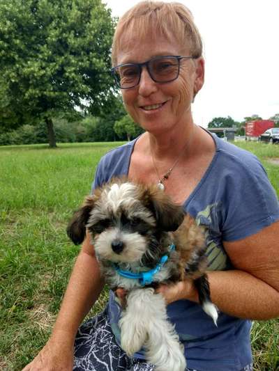 Chinese Crested (Chinesischer Schopfhund)-Beitrag-Bild