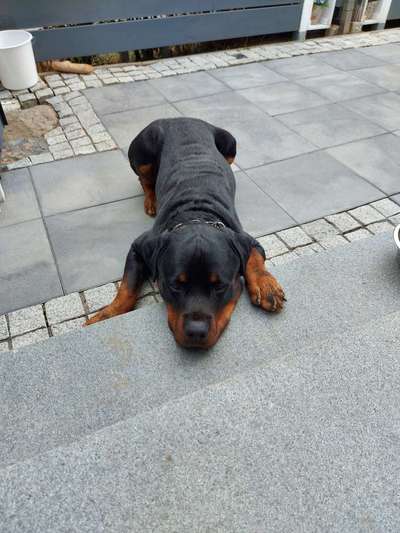 Rottweiler/-Mischlinge-Beitrag-Bild