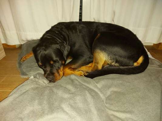Rottweiler-Beitrag-Bild