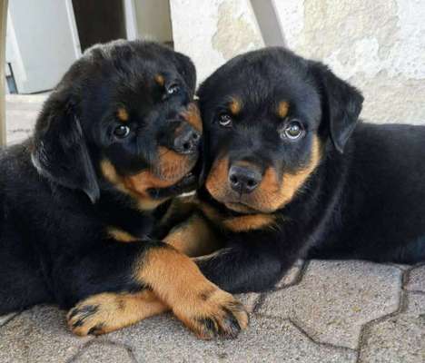 Welpen Bilder !-Beitrag-Bild