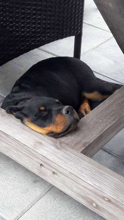 Welpen Bilder !-Beitrag-Bild