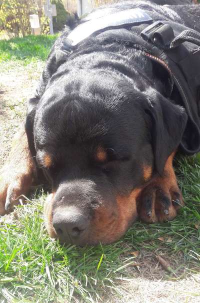 Die Dogorama Kalender Challenge Teil 3/4-Beitrag-Bild