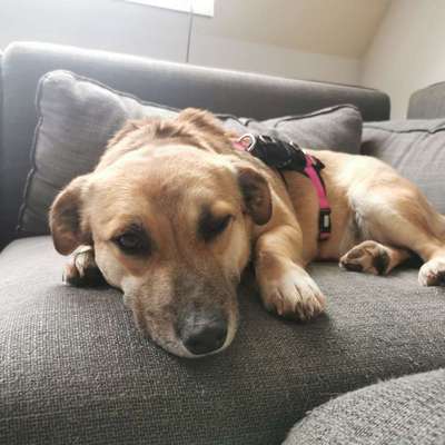 Hundetreffen-Gassirunde in den Rehbergen.-Bild