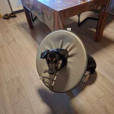 Hund juckt sich-Beitrag-Bild
