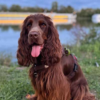 Hundetreffen-Cocker Spaniel Treffen (Koblenz und Umgebung)-Bild