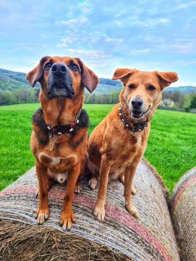 Auslandstierschutz-Beitrag-Bild