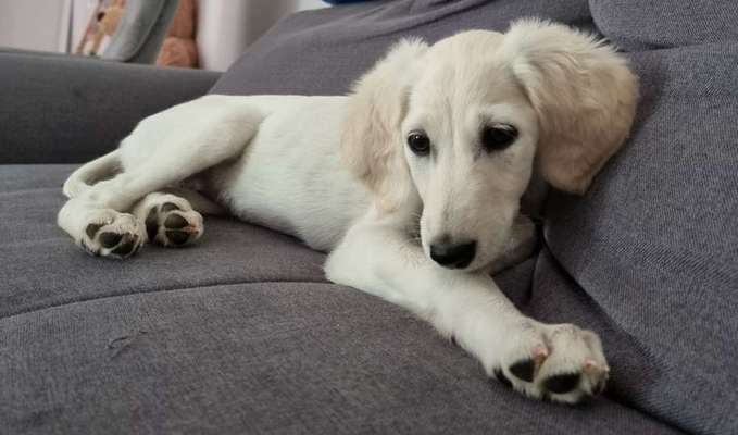 Windhunde - Treffen der besonderen Schönheiten
HERZLICH WILLKOMMEN-Beitrag-Bild