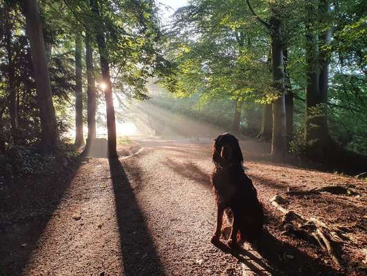 Gordon Setter-Beitrag-Bild