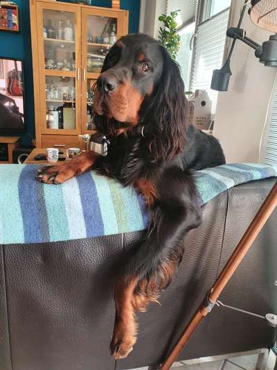 Gordon Setter-Beitrag-Bild