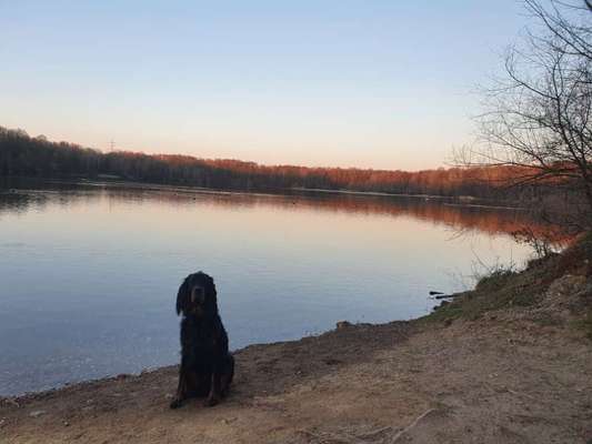 Gordon Setter-Beitrag-Bild