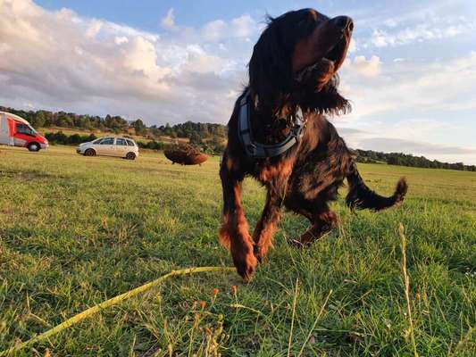 Englisch Setter?-Beitrag-Bild