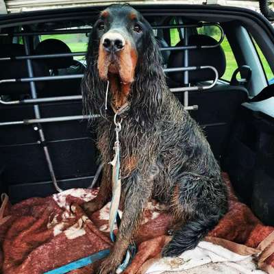 Foto Challenge Thema "Hunde im Auto"-Beitrag-Bild