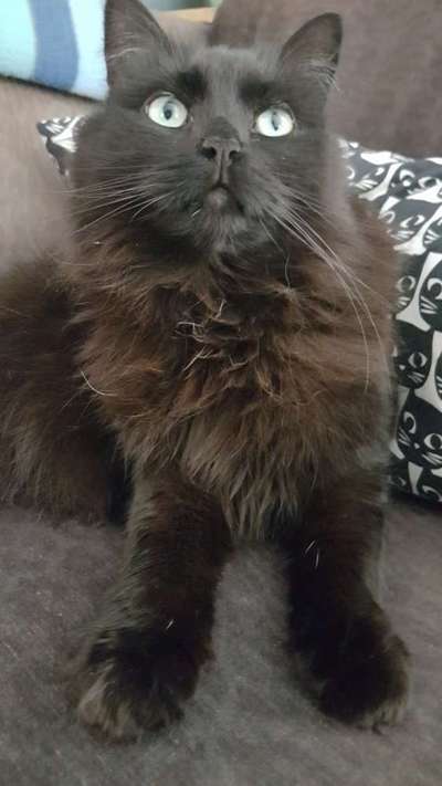 sind da noch welche von euch mit Tattoo's von euren fellnasen?-Beitrag-Bild