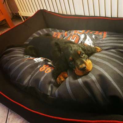 Körbchen / Hundebett-Beitrag-Bild