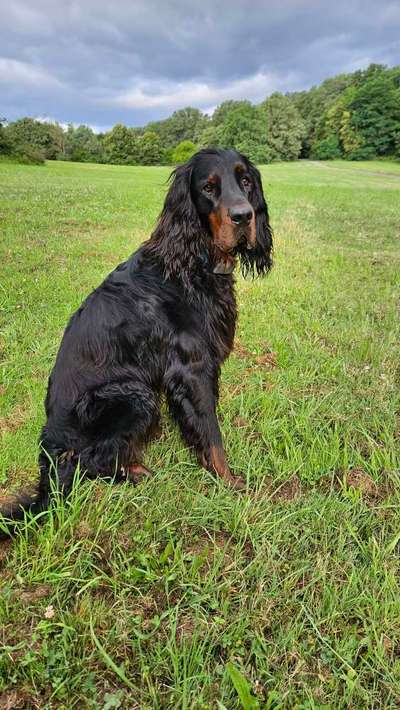 Gordon Setter-Beitrag-Bild