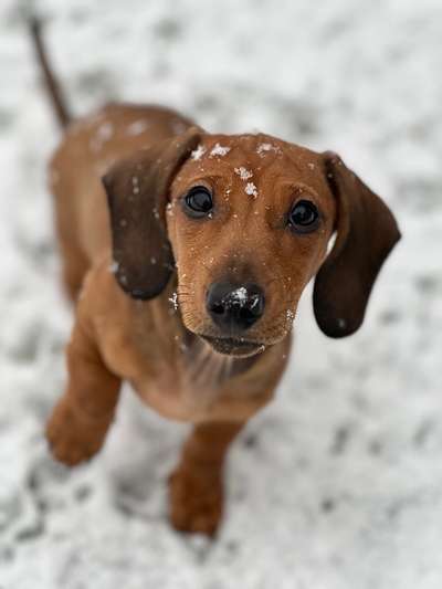 Hundetreffen-Sparziergänge gemeinsam-Bild