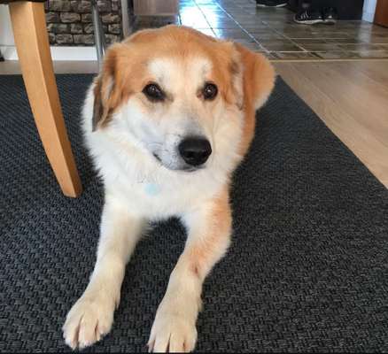 Unsere Fellnasen im Regenbogenland-Beitrag-Bild