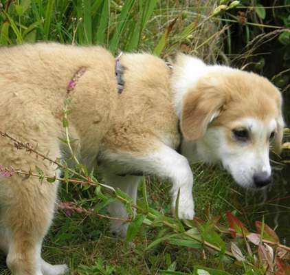 Zeigt mir die tollste Nahaufnahme von eurer Fellnase-Beitrag-Bild