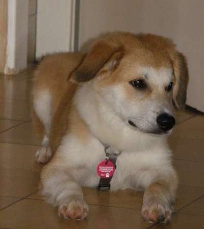 Zeigt mir die tollste Nahaufnahme von eurer Fellnase-Beitrag-Bild