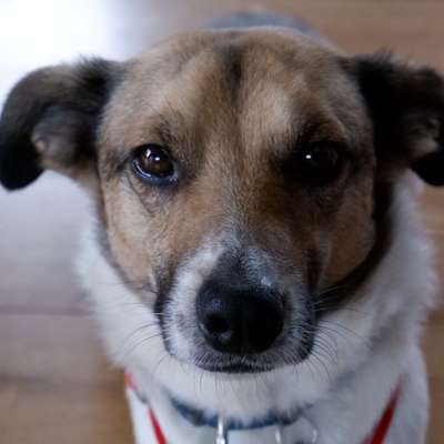 Hundetreffen-Gassirunde Nähe Hohlmühle