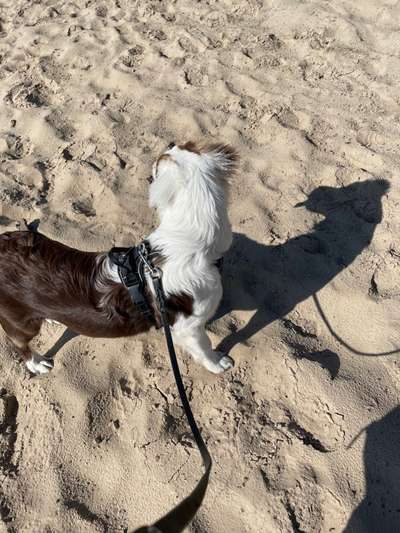 Hundetreffen-Aussietreff Bonn-Bild