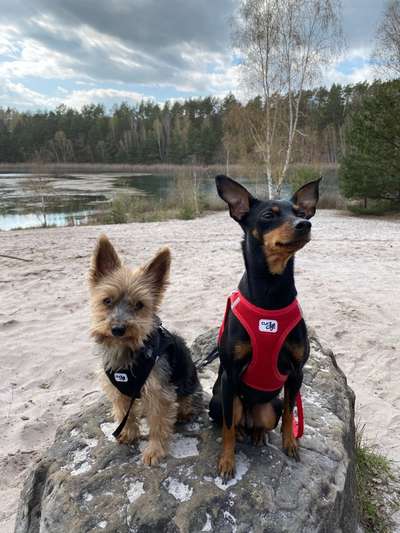 Dogorama-Monats-Challenge-Mai "Wasser"-Beitrag-Bild