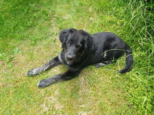 Hundetreffen-Spielgruppe für größere Hunde um die 6 Monate-Bild