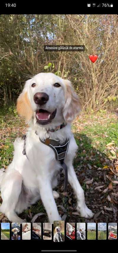 Hundetreffen-Suchen Spielkameraden für unsere Toffy-Bild