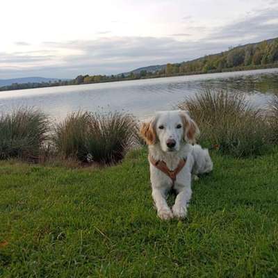 Suchmeldung-Toffy-Bild