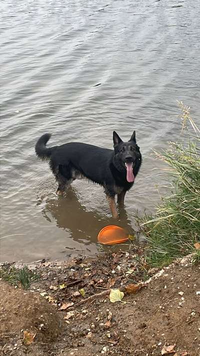 Hundetreffen-Spielen bis zum umfallen-Bild