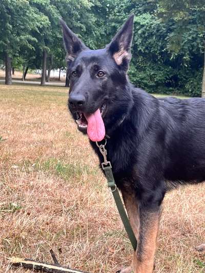 Alles rund um den Schäferhund, diskutieren erwünscht.-Beitrag-Bild