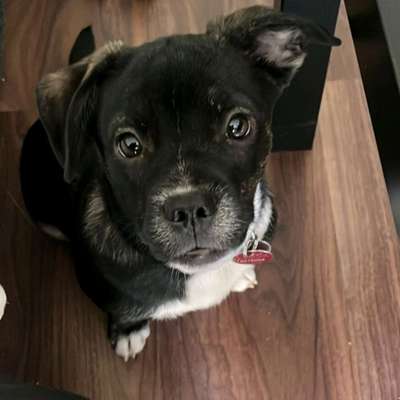 Hundetreffen-Hunde treffen spielen, Gassi gehen-Bild