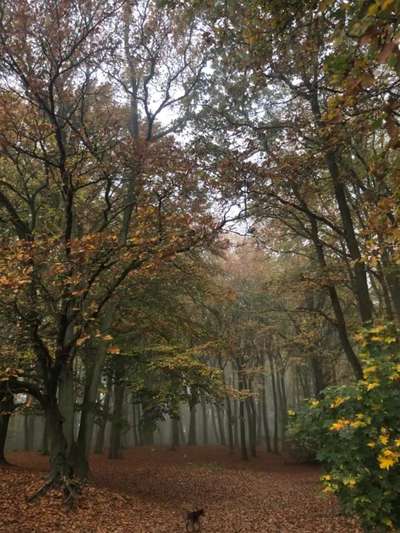 Hundeauslaufgebiet-Kösterbecker Wald-Bild