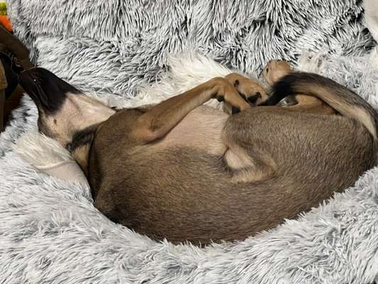 Dogorama Photo Challenge - Zeit ins Bett zu gehen-Beitrag-Bild