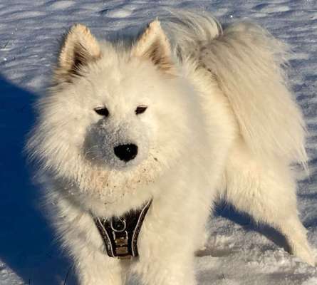 Verspielt-Beitrag-Bild