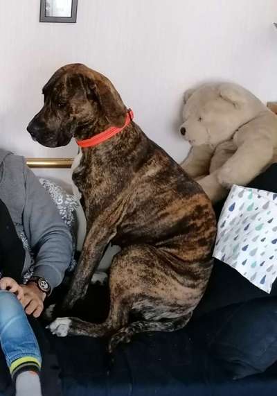 Hunderunde-Beitrag-Bild