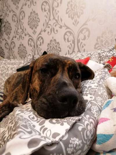 Hunderunde-Beitrag-Bild