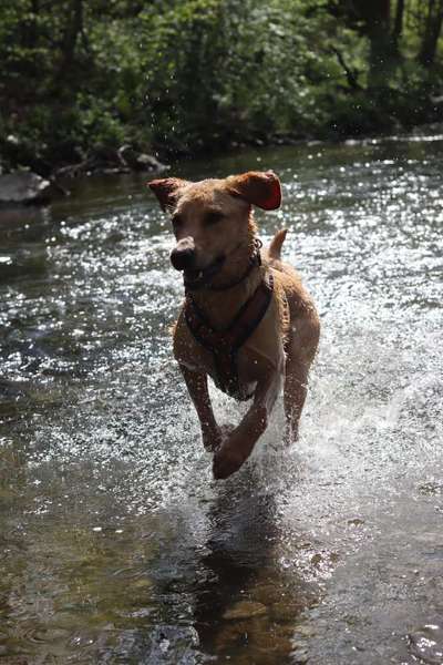 Dogorama-Monats-Challenge-Mai "Wasser"-Beitrag-Bild