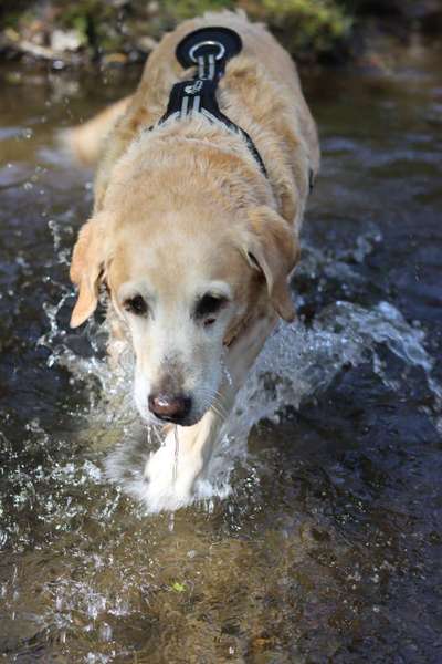 Dogorama-Monats-Challenge-Mai "Wasser"-Beitrag-Bild