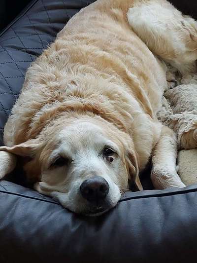 euer ältester Hund ?-Beitrag-Bild