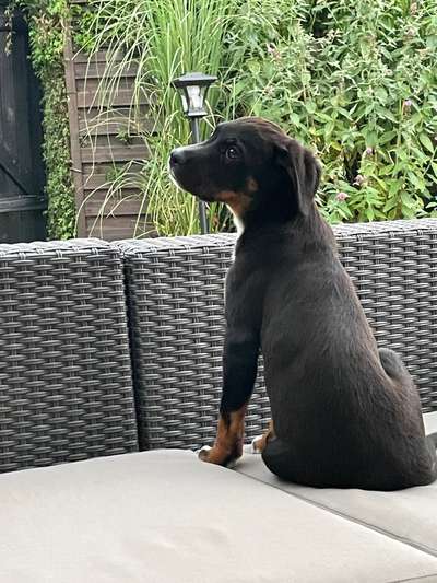 Hundetreffen-Welpentreffen /Spielen-Bild