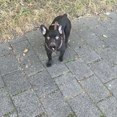 aktuelles Foto Gruppe Französische Bulldogge