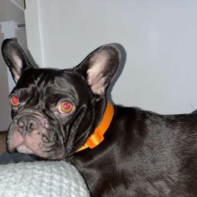 Hundetreffen-Spielrunde-Bild