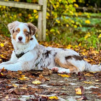 Hundetreffen-Social Walk und Trainingspartner*innen gesucht-Profilbild