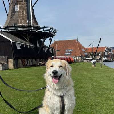 Hundetreffen-Große Spielpartner gesucht 🐾-Bild