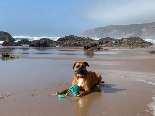 Dogorama-Monats-Challenge-Mai "Wasser"-Beitrag-Bild